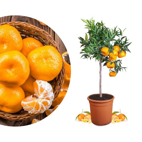 Meine Orangerie Mandarinenbaum Mezzo - echte Citrus Pflanze - 80 bis 100 cm - veredelter Mandarinen Baum im 8 Liter Topf - Citrus Reticulata - Fruchtreife Mandarinen Pflanze in Gärtnerqualität von Meine Orangerie
