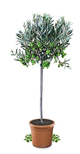 Meine Orangerie Olivenbaum Mezzo - echter Olivenbaum - 80 bis 100 cm - Olea Europaea - Olive Tree - Fruchtreifes Stämmchen in Gärtnerqualität von Meine Orangerie