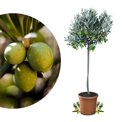 Meine Orangerie Olivenbaum Mezzo - echter Olivenbaum - 80 bis 100 cm - Olea Europaea - Olive Tree - Fruchtreifes Stämmchen in Gärtnerqualität von Meine Orangerie