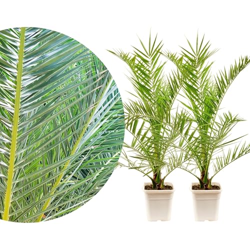 Meine Orangerie Phoenix Canariensis 2er Set - Ø19 cm - frostharte, robuste Palme - Kanarische Dattelpalme Meine Orangerie Phoenix Canariensis 2er Set - Ø19 cm - frostharte, robuste Palme - Kanarische Dattelpalme von Meine Orangerie