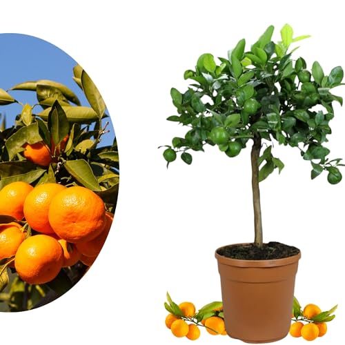 Meine Orangerie Satsuma Mandarine Mezzo - echter Citrusbaum - 70 bis 100 cm - veredelter Zitronenbaum im 8 Liter Topf - Citrus Unshiu - Fruchtreife Mandarinen Pflanze in Gärtnerqualität von Meine Orangerie