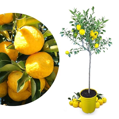 Meine Orangerie Yuzu Baum- Citrus Junos - 110-130cm - Frosthart - echte veredelte Yuzu Zitrone - Fruchtreife Zitruspflanze in Gärtnerqualität - sehr aromatische Früchte für Yuzu Saft von Meine Orangerie