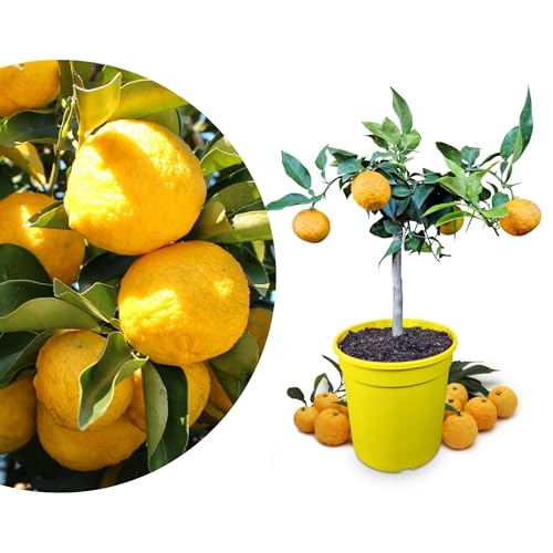 Meine Orangerie Yuzu Baum- Citrus Junos - 50-70cm - Frosthart - echte veredelte Yuzu Zitrone - Fruchtreife Zitruspflanze in Gärtnerqualität - sehr aromatische Früchte für Yuzu Saft von Meine Orangerie