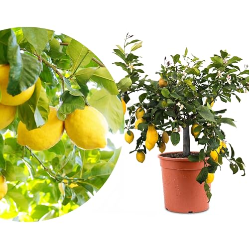 Meine Orangerie Zitronenbaum Halbstamm Grande - echte Zitrone - veredelter Zitrusbaum - Citrus Limon - extra dicker Stamm - Fruchtreife Zitrone Meine Orangerie Zitronenbaum Halbstamm Grande - echte Zitrone - veredelter Zitrusbaum - Citrus Limon - extra dicker Stamm - Fruchtreife Zitrone von Meine Orangerie