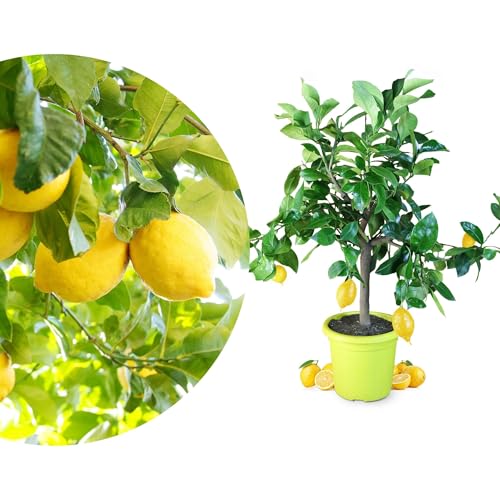 Meine Orangerie Zitronenbaum Piccolo - echte Zitruspflanze - 50 bis 70 cm - veredeltes Zitronenbäumchen im 5 Liter Topf - Citrus Limon - Lemon Tree - Fruchtreife Zitrone in Gärtnerqualität von Meine Orangerie