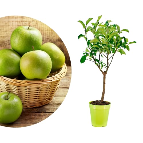 Meine Orangerie - Zwergobst Stämmchen Apfel - Zwergapfel - mehrjähriger Apfelbaum - Höhe inkl. Topf ca. 100cm - winterhartes Apfelbäumchen für Garten, Balkon oder Terrasse im Ø22-24cm Topf Meine Orangerie - Zwergobst Stämmchen Apfel - Zwergapfel - mehrjähriger Apfelbaum - Höhe inkl. Topf ca. 100cm - winterhartes Apfelbäumchen für Garten, Balkon oder Terrasse im Ø22-24cm Topf von Meine Orangerie