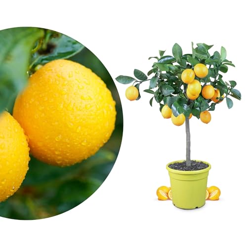 Meine Orangerie Meyer-Zitrone - echte Zitruspflanze - veredelter Zitronenbaum im 6 Liter Topf - Citrus limon 'meyeri' - Meyer Lemon - Fruchtreife Zitronen Pflanze in Gärtnerqualität von Meine Orangerie