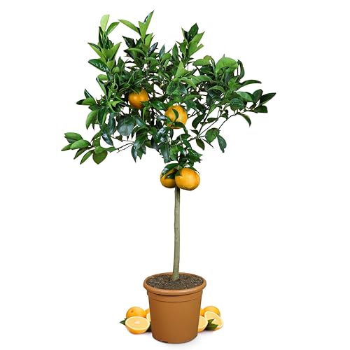 Meine Orangerie Orangenbaum Grande - echte Orange - Zitruspflanze - 110-130 cm - Citrus sinensis - Orange Tree - veredelter Apfelsinenbaum in Gärtner-Qualität von Meine Orangerie