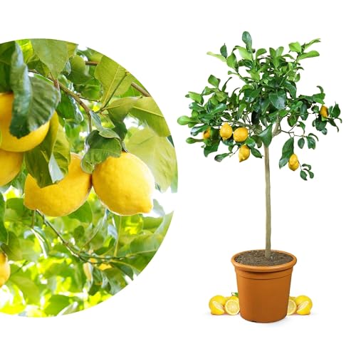 Meine Orangerie Zitronenbaum Grande - echter Citrusbaum - 100 bis 120 cm - veredelte Zitrone im 12 Liter Topf - Citrus Limon - Lemon Tree - Fruchtreife Zitronen Pflanze in Gärtnerqualität von Meine Orangerie