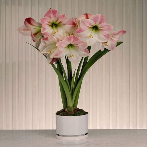 Amaryllis Apple Blossom - 1 blumenzwiebel von Meingartenshop