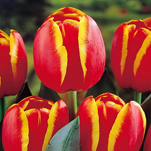 Darwin Hybrid Tulpe Worlds Favourite - 10 blumenzwiebeln von Meingartenshop