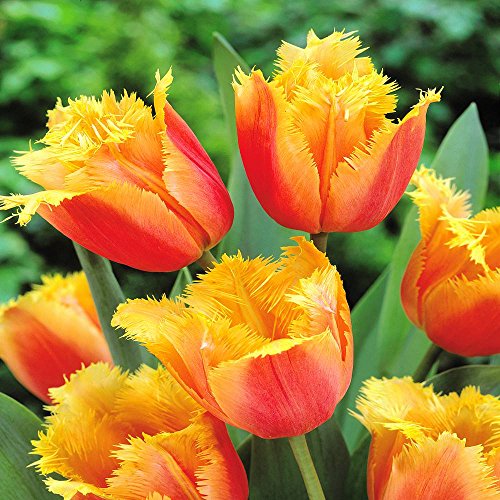 Gefranste Tulpe Lambada - 10 blumenzwiebeln von Meingartenshop