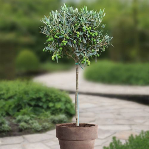 Hochstämmiger Olivenbaum - 1 baum von Meingartenshop