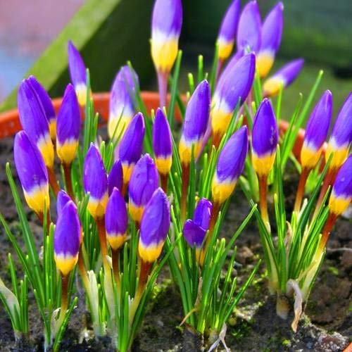 Krokus Sieberi TriColore - 20 blumenzwiebeln von Meingartenshop