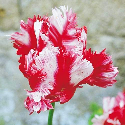 Papagei Tulpe Estella Rijnveld - 10 blumenzwiebeln von Meingartenshop