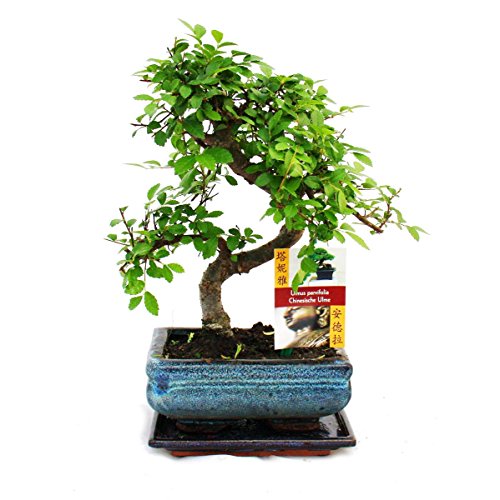 S förmiger Ulmen Bonsai 15cm - 1 baum von Meingartenshop