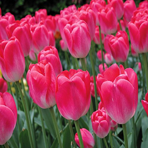 Tulip single late Dreamland 11/12 cm - 10 blumenzwiebeln von Meingartenshop