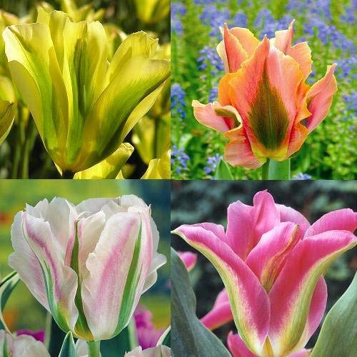 Viridiflora Tulpen Kollektion - 40 blumenzwiebeln von Meingartenshop