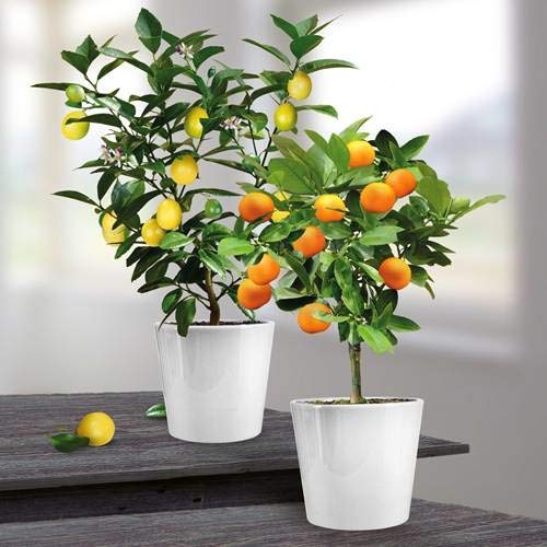 Zitronen- und Calamondin Kollektion - 2 bäume von Meingartenshop