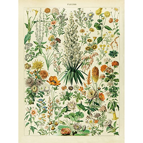 Meishe Art Bilder Jahrgang Plakatdruck Floral Blumen Botanischen Sammlung Poster Jahrgang Plakate Drucken Kunstdrucke Pädagogische Identifizierung Verweis Wand Decor von Meishe Art