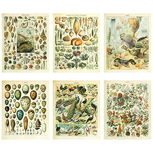 Meishe Art Poster Jahrgang Plakatdruck Plakate Drucken Kunstdrucke Biologie Botanische Die Wissenschaft Wand Decor Meerestiere Tiere Muscheln Gemüse Vögel Rassen Arten Eier Blumen Blühen Florale 6pcs von Meishe Art