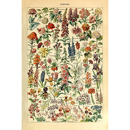 Meishe Art Jahrgang Plakate Drucken Plakatdruck Blume Florale Botanische Sammlung Garten Blumen und Pflanzen Identifizierung Bezug Abbildung Illustrationen (40cmx60cm) von Meishe Art