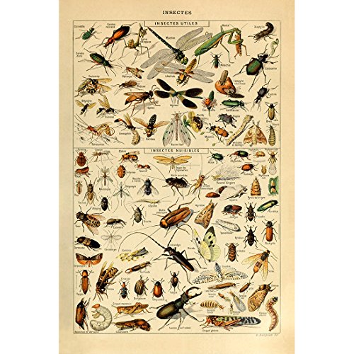 Meishe Art Jahrgang Plakate Drucken Plakatdrucke Insekten Identifizierung Bezug Abbildung Illustrationen Arten Sammlung Entomologie Zu Hause Mauer Dekoration Kunst Wand Dekor 12.99'' x 19.69'' von Meishe Art