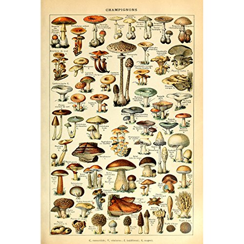 Meishe Art Pilze Poster Jahrgang Kunstdrucke Plakate Drucken Plakatdruck Champignons Spezies Rassen Identifizierung Bezug Illustrationen Botanische Pädagogische Wand Dekor(40cmx60cm) von Meishe Art