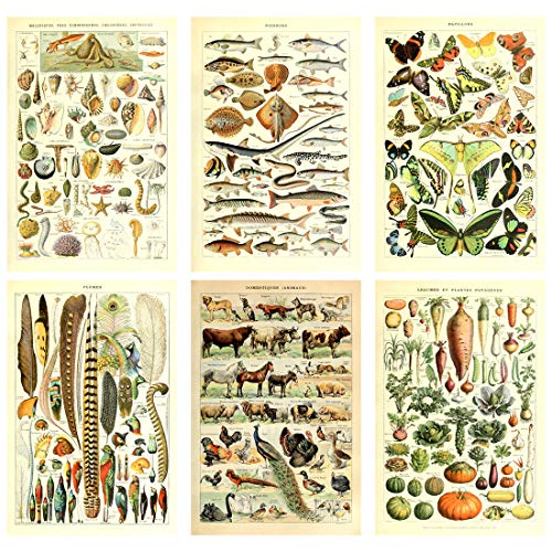 Meishe Art Poster Druck Kunst biologische und pflanzliche Wissenschaft Dekoration Meerestiere Muscheln Fisch Gemüse Vögel Federn Schmetterlinge Rassen Illustrationen 6pcs(20cmx30cm) von Meishe Art