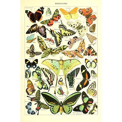 Meishe Art Poster Druck Vintage Kunstdruck Schmetterlinge der Welt Identifikationschart mit Artenvielfalt Alte Wissenschaftliche Sammlung für Wanddekoration(53cm x 80cm) von Meishe Art