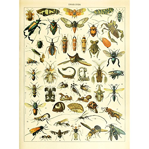 Meishe Art Poster Jahrgang Plakatdruck Plakate Drucken Insekten Identifizierung Bezug Abbildung Illustrationen Arten Sammlung Entomologie Zu Hause Mauer Dekoration Kunst Wand Dekor 20.47'' x 27.56'' von Meishe Art