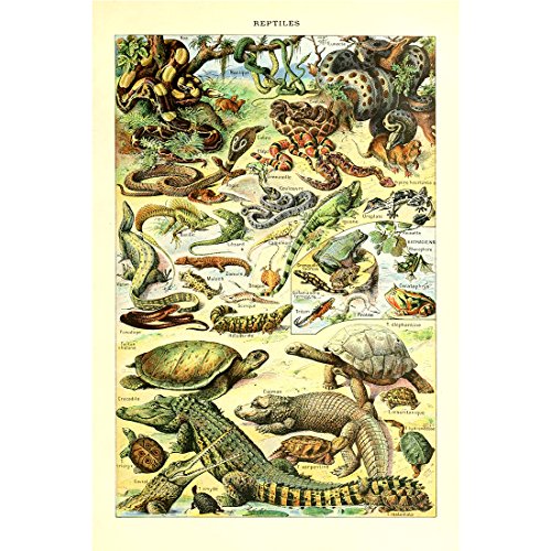 Meishe Art Poster Jahrgang Plakate Drucken Kunstdrucke Bilder Plakatdruck Abbildung Wildes Tier Spezies Reptilien Schlange Schildkröte Eichhörnchen Biologie Wissenschaft Wand Decor von Meishe Art