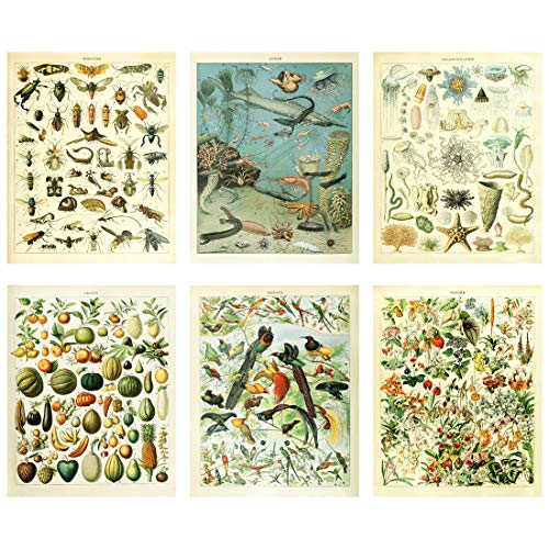 Meishe Art Poster Jahrgang Plakate Drucken Plakatdruck Kunstdrucke Biologie Botanischen Wissenschaft Mauer-Dekor Früchte Blumen Erblühen Florale Dekor Gemüse Identifiziert 6pcs von Meishe Art