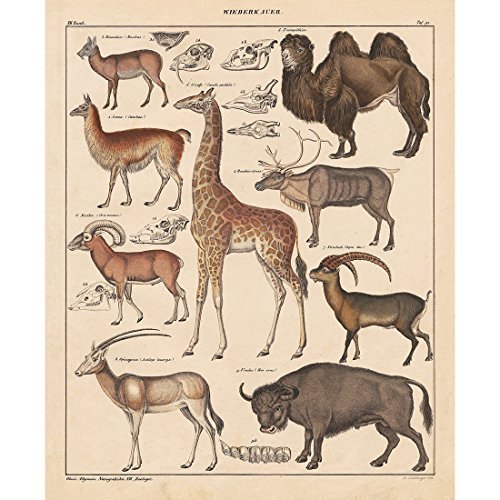 Meishe Art Poster Jahrgang Plakate Drucken Plakatdruck Wilde Tiere Identifizierung Bezug Abbildung Illustrationen Sammlung Giraffe Kamel Bison Rentier Hirsche Antilope Elch Wand Dekor von Meishe Art