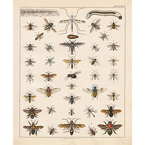 Meishe Art Poster Kunstdrucke Insekten Spezies Rassen Identifizierung Bezug Sammlung Illustrationen Entomologie Biene Hexapod Plakatdruck Jahrgang Plakate Drucken Wand Dekor von Meishe Art
