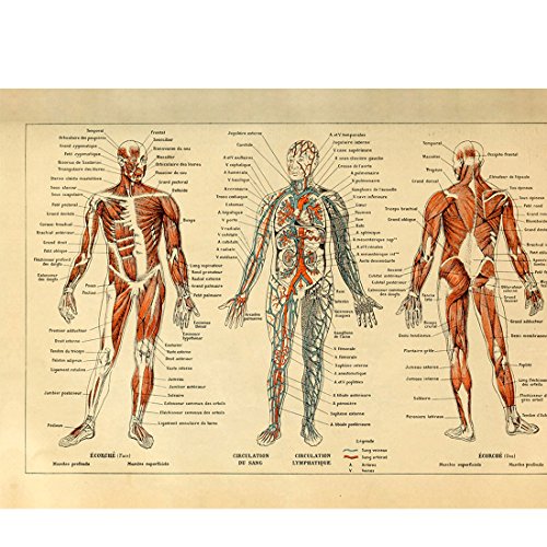 Meishe Art Poster Kunstdrucke Jahrgang Plakatdruck Plakate Drucken Menschliche Anatomie Illustrationen Anordnung Blutgefäßsystem Kreislauf-Muskelsystem Medizinisches Skelett Körpermuskel Wand Dekor von Meishe Art