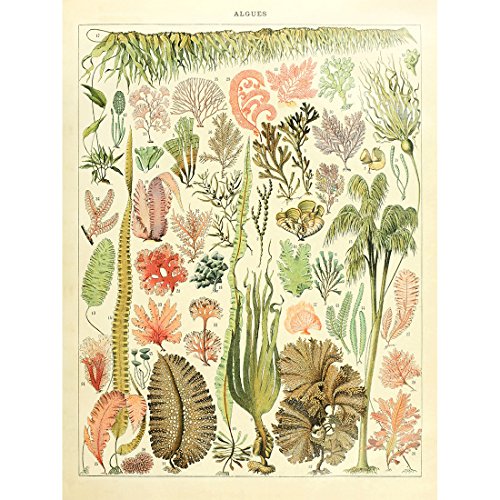 Meishe Art Poster Kunstdrucke Meerespflanzen Tang Meerestier Plakatdruck Meeres Meereslebewesen Algen Quallen Seestern Koralle Identifizierung Bezug Abbildung Illustrationen Sammlung Wand Dekor von Meishe Art