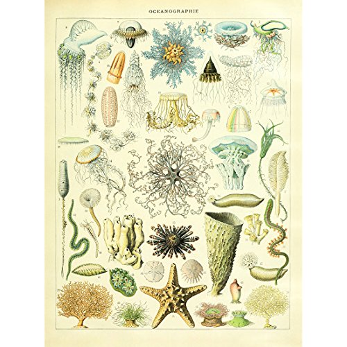 Meishe Art Poster Kunstdrucke Meerespflanzen Tang Meerestier Plakatdruck Meeres Meereslebewesen Algen Quallen Seestern Koralle Identifizierung Bezug Abbildung Illustrationen Sammlung Wand Dekor von Meishe Art