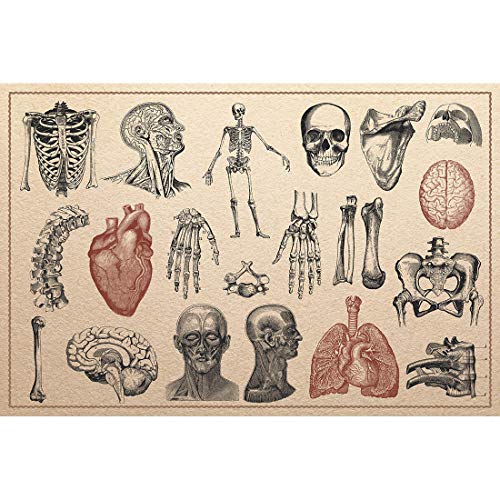 Meishe Art Poster Kunstdrucke Menschlicheanatomie Skelett Plakatdruck Knochen Anordnung Medizin Abbildung Medizinisch Anatomie Kreislauf Muskelsystem Identifizierung Bezug Sammlung Wand Dekor von Meishe Art