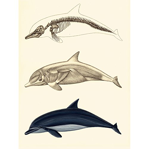 Meishe Art Poster Kunstdrucke Plakatdruck Delfin Dinosaurier Skelett- und Muskelsystem Anatomie Alte Abbildung Plakate Drucken Wissenschaftlich Wand Dekor von Meishe Art