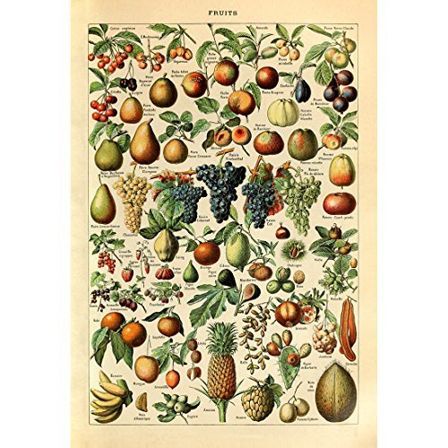 Meishe Art Poster Druck Vintage Kunstdruck Obstsorten Identifikationschart mit Ananas Birne Kirsche Apfel Früchte Sammlung für Küche Restaurant Wanddekor(40cm x 60cm) von Meishe Art