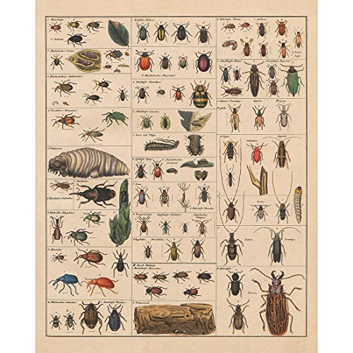 Meishe Art Poster Kunstdrucke Plakatdruck Insekten Insektologie Rassen Identifizierung Bezug Sammlung Abbildung Spezies Entomologie Klassenzimmer Plakate Drucken Wand Dekor (B) von Meishe Art