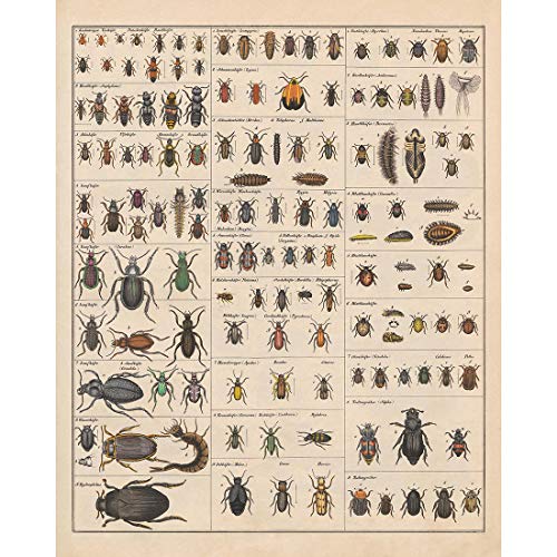 Meishe Art Poster Kunstdrucke Plakatdruck Insekten Insektologie Rassen Identifizierung Bezug Sammlung Abbildung Spezies Entomologie Klassenzimmer Plakate Drucken Wand Dekor (D) von Meishe Art
