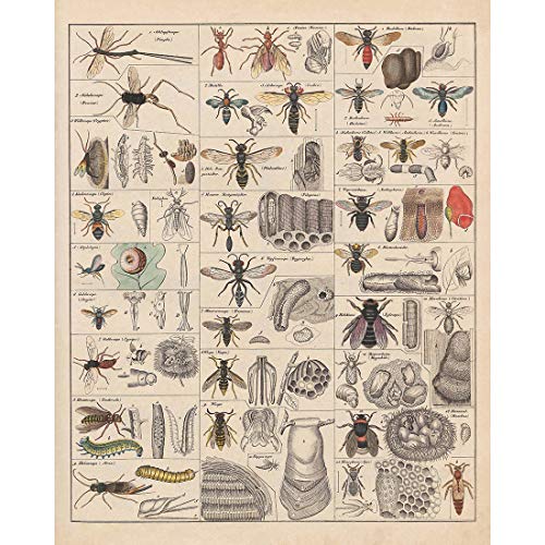 Meishe Art Poster Kunstdrucke Plakatdruck Insekten Insektologie Rassen Identifizierung Bezug Sammlung Abbildung Spezies Entomologie Klassenzimmer Plakate Drucken Wand Dekor (E) von Meishe Art