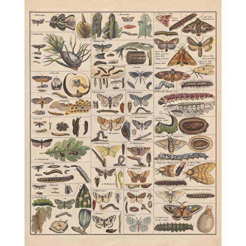 Meishe Art Poster Kunstdrucke Plakatdruck Insekten Insektologie Rassen Identifizierung Bezug Sammlung Abbildung Spezies Entomologie Klassenzimmer Plakate Drucken Wand Dekor (F) von Meishe Art