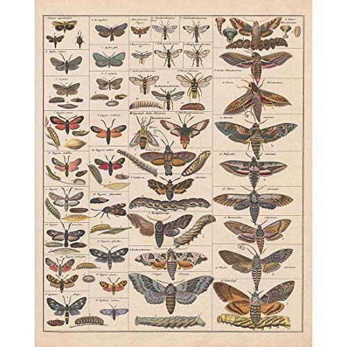 Meishe Art Poster Kunstdrucke Plakatdruck Moth Insekten Rassen Identifizierung Bezug Sammlung Abbildung Spezies Entomologie Klassenzimmer Plakate Drucken Wand Dekor(40cmx50cm) von Meishe Art