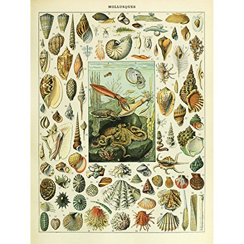 Meishe Art Poster Kunstdrucke Plakatdruck Muschel Conch Meereslebewesen Weichtiere Rassen Jahrgang Identifikationsreferenz Abbildung Plakate Drucken Alt Wissenschaftlich Klassenzimmer Wand Dekor Meishe Art Poster Kunstdrucke Plakatdruck Muschel Conch Meereslebewesen Weichtiere Rassen Jahrgang Identifikationsreferenz Abbildung Plakate Drucken Alt Wissenschaftlich Klassenzimmer Wand Dekor von Meishe Art