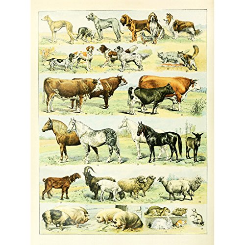 Meishe Art Poster Kunstdrucke Plakatdruck Vieh Tiere Arten Sammlung Identifizierung Bezug Abbildung Viehbestand Pferd Hund Kuh Schwein Schafe Klassenzimmer Club Zu Hause Mauer Kunst 14.96'' x 19.69'' von Meishe Art