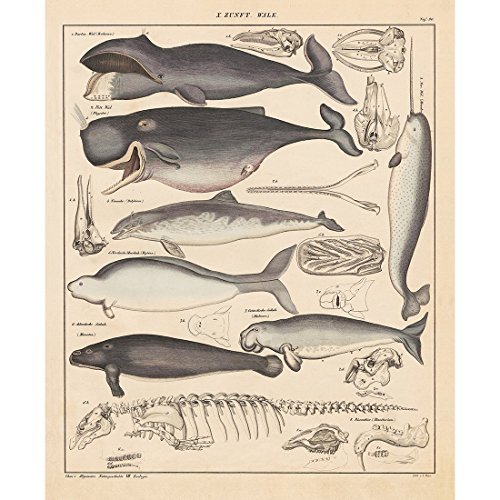 Meishe Art Poster Kunstdrucke Plakatdruck Wale Geschichte des Evolution Prozesses Jahrgang Plakate Drucken Skelett Illustrationen Biologie Wissenschaft Marine Life Alte Wand Dekor von Meishe Art