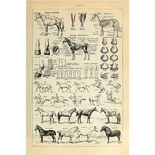Meishe Art Poster Pferd Kunstdrucke Jahrgang Plakatdruck Plakate Drucken Rassen Anatomie Erzieherisch Wissenschaft Abbildung Illustrationen Wand Dekor Identifizierung Bezug von Meishe Art